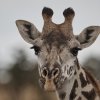 Giraffe, Serengeti